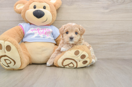 Maltipoo Pup Being Cute