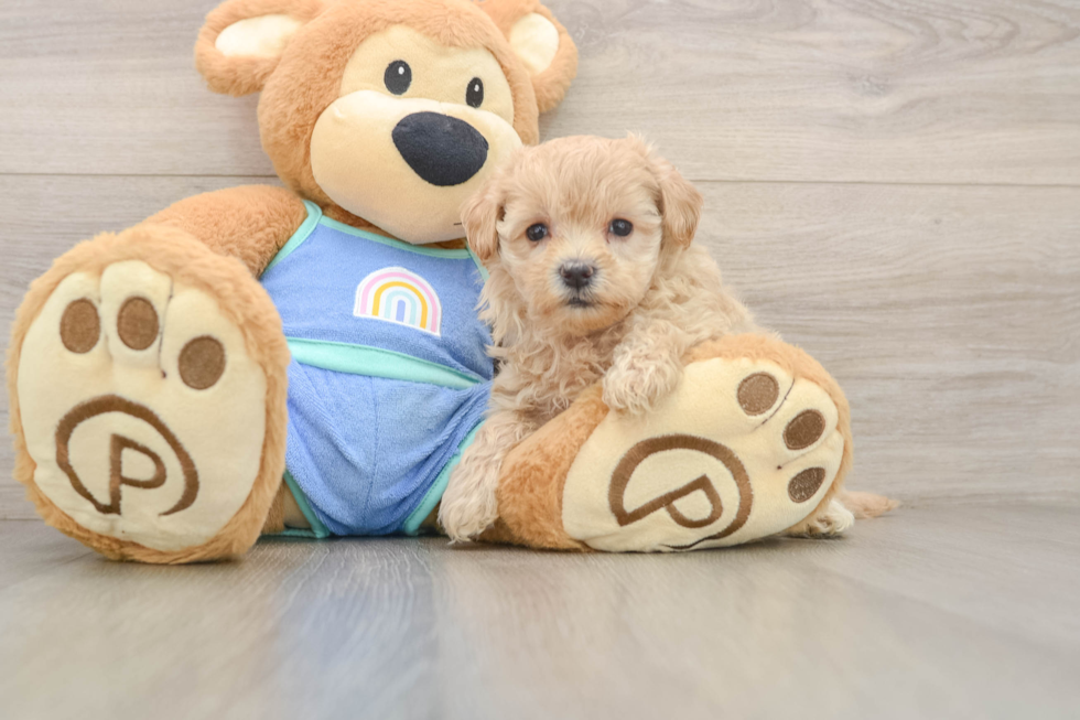 Maltipoo Puppy for Adoption