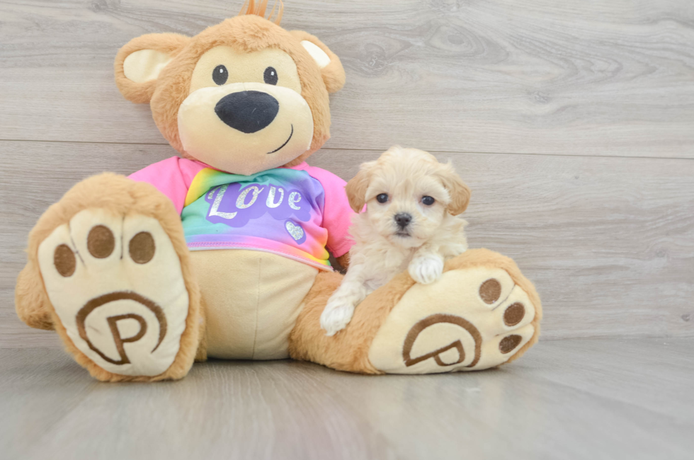 6 week old Maltipoo Puppy For Sale - Seaside Pups