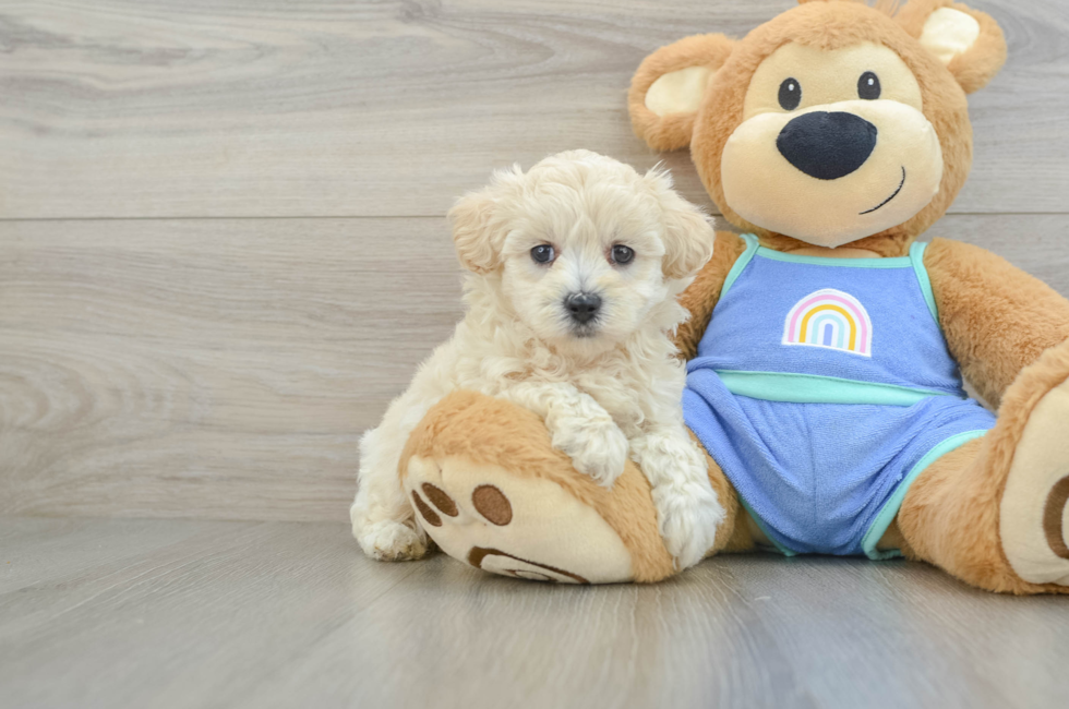 6 week old Maltipoo Puppy For Sale - Seaside Pups