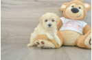 Funny Maltipoo Poodle Mix Pup