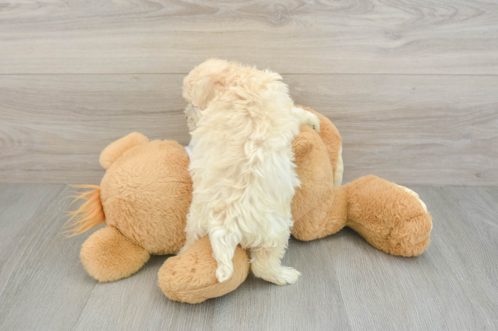 Best Maltipoo Baby