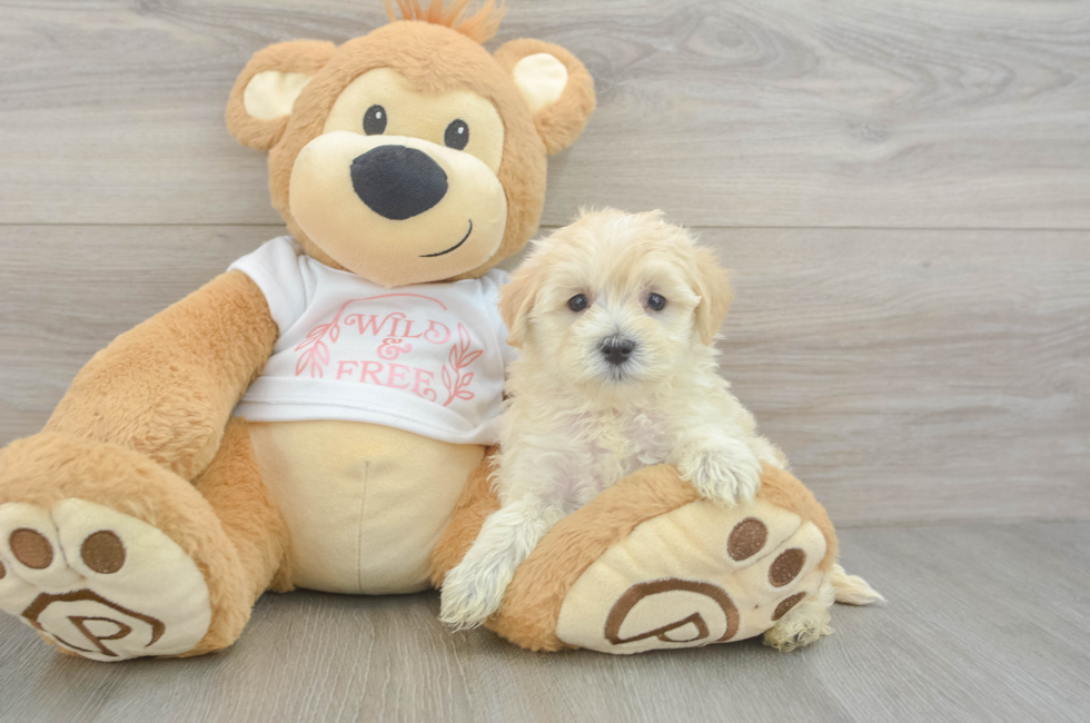 5 week old Maltipoo Puppy For Sale - Seaside Pups