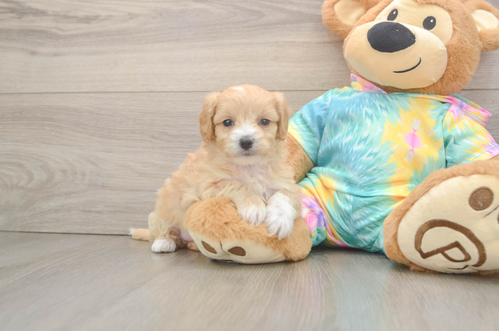 5 week old Maltipoo Puppy For Sale - Seaside Pups