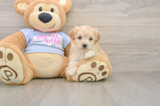 Best Maltipoo Baby