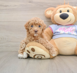 7 week old Maltipoo Puppy For Sale - Seaside Pups