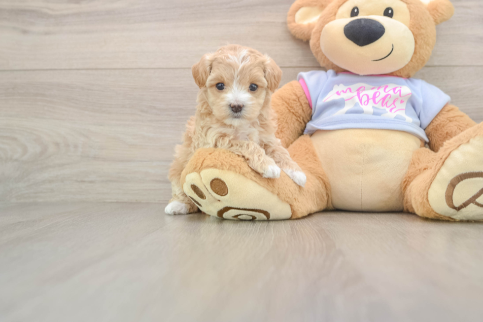 Maltipoo Puppy for Adoption