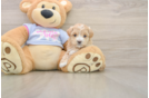 Maltipoo Pup Being Cute