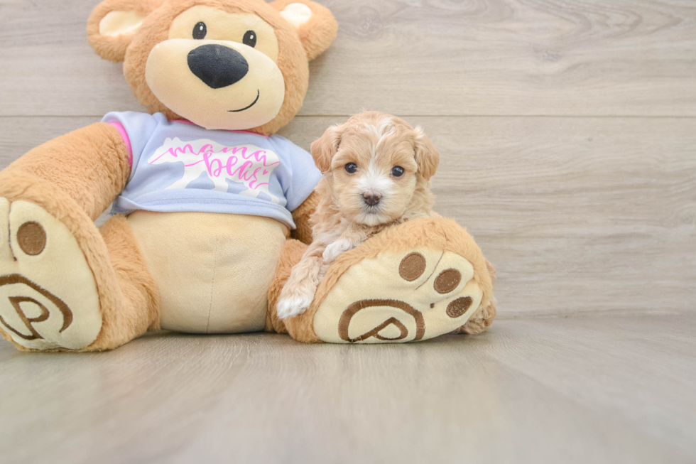 Maltipoo Pup Being Cute