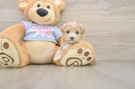 Maltipoo Pup Being Cute