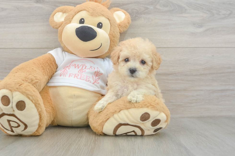 5 week old Maltipoo Puppy For Sale - Seaside Pups