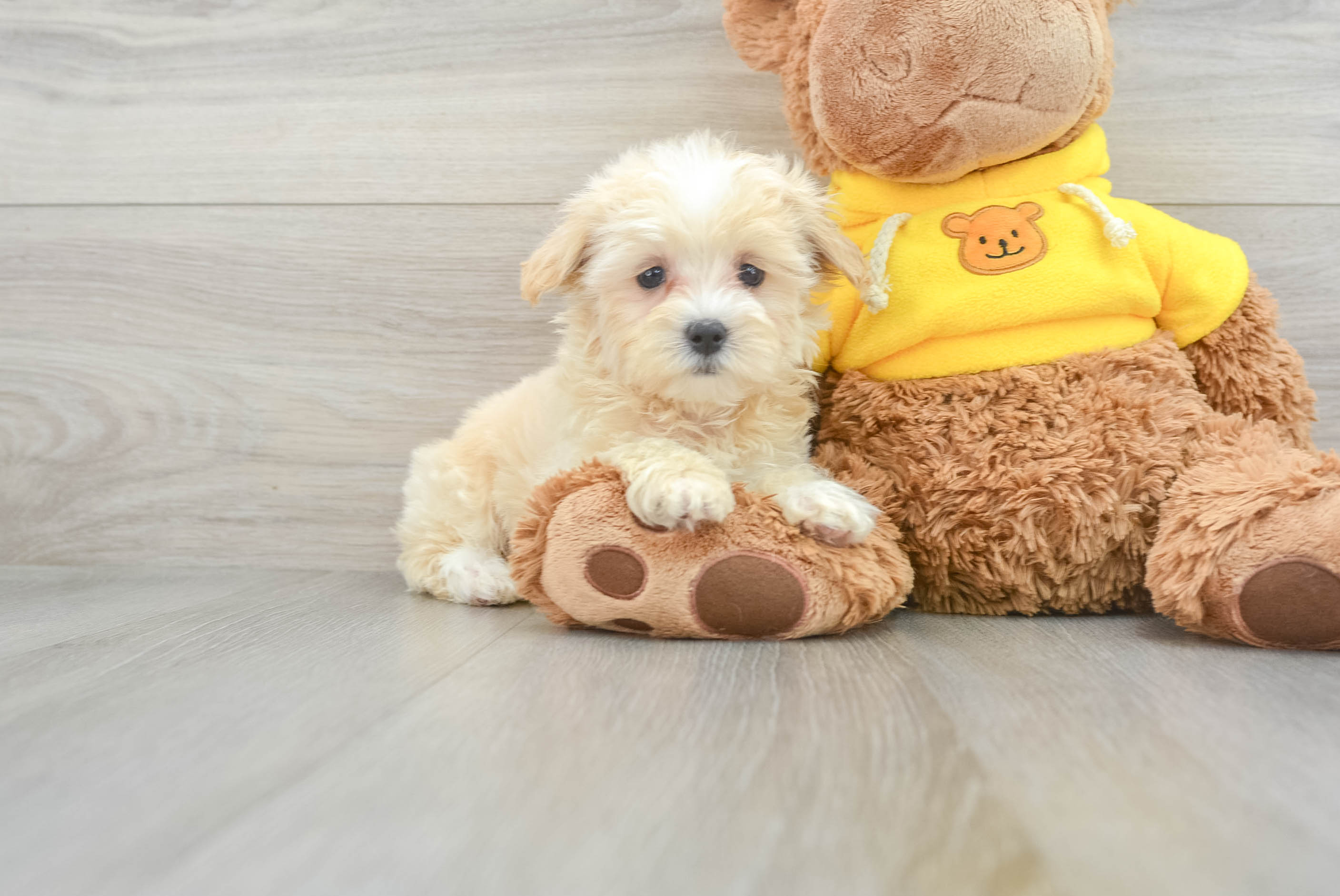 Maltipoo Puppy for Adoption