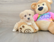 8 week old Maltipoo Puppy For Sale - Seaside Pups