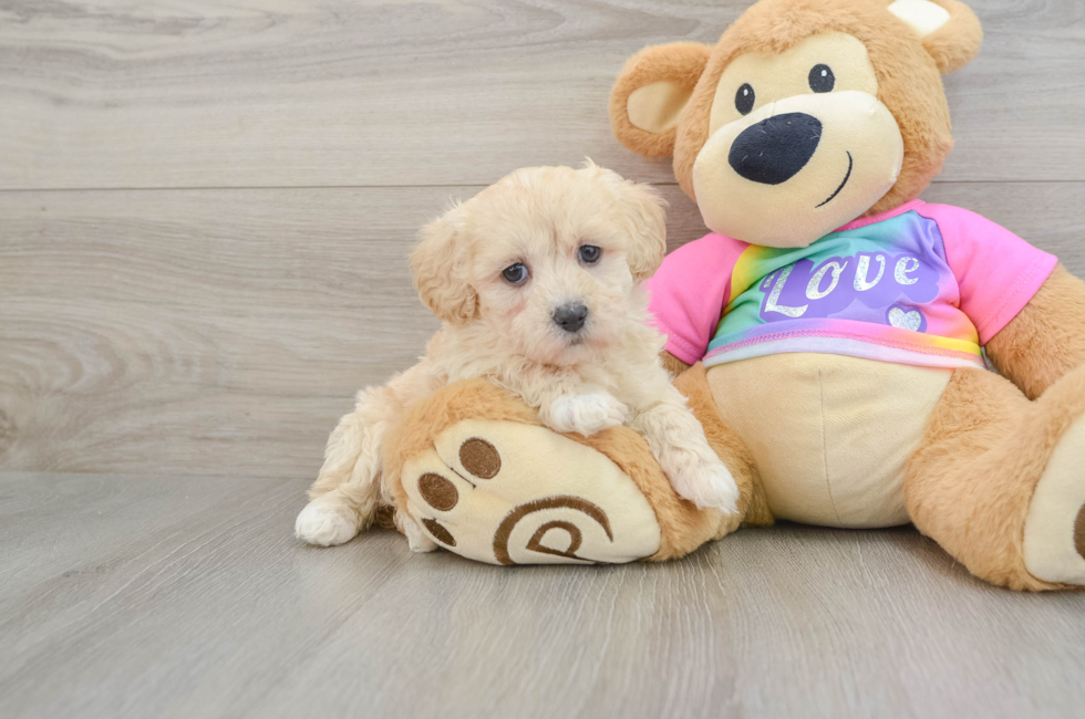 8 week old Maltipoo Puppy For Sale - Seaside Pups