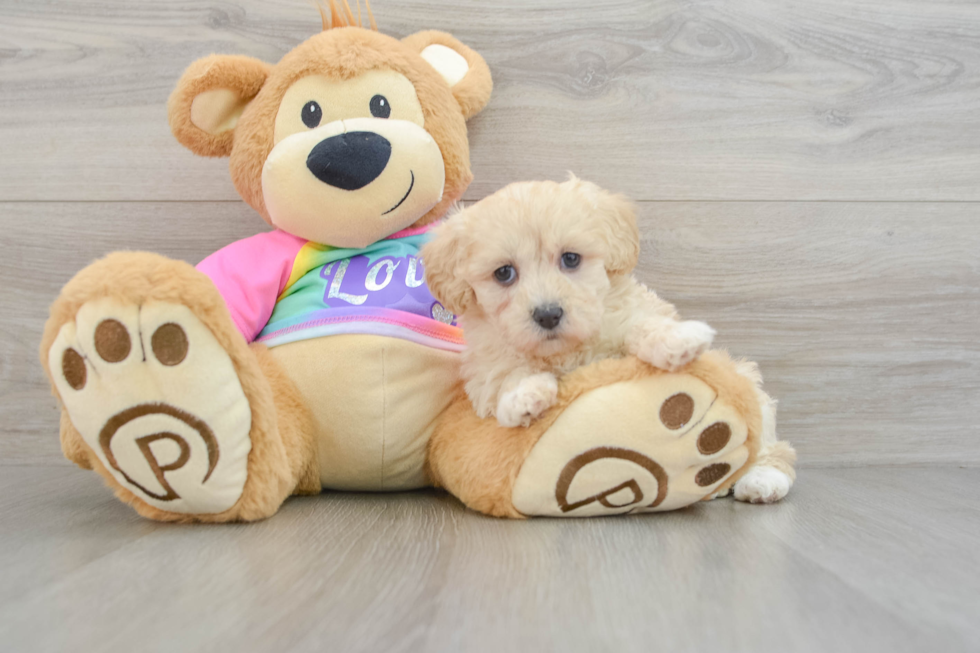 Maltipoo Puppy for Adoption