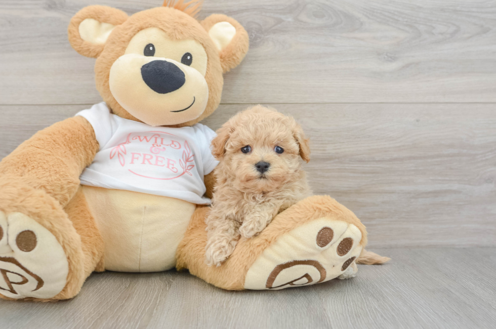 6 week old Maltipoo Puppy For Sale - Seaside Pups