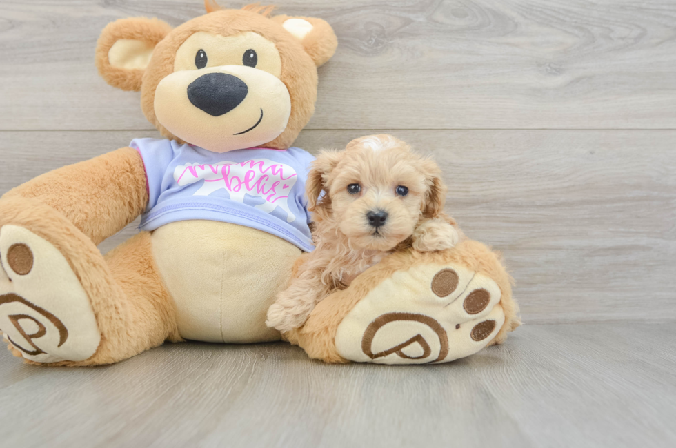 6 week old Maltipoo Puppy For Sale - Seaside Pups