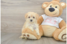 Maltipoo Pup Being Cute