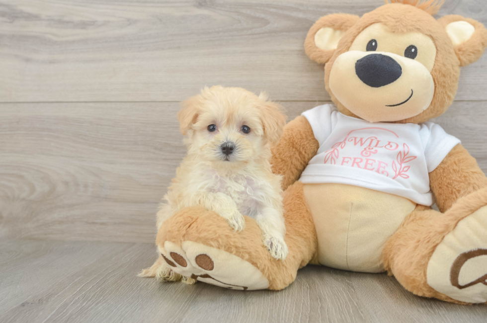 5 week old Maltipoo Puppy For Sale - Seaside Pups