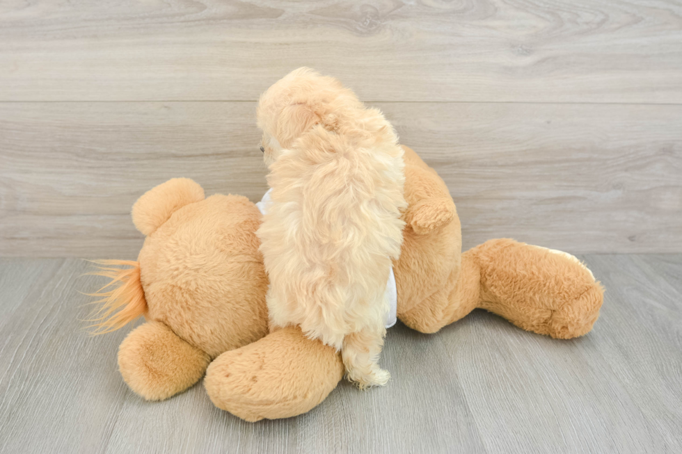 Best Maltipoo Baby