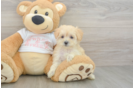 Playful Maltidoodle Poodle Mix Puppy