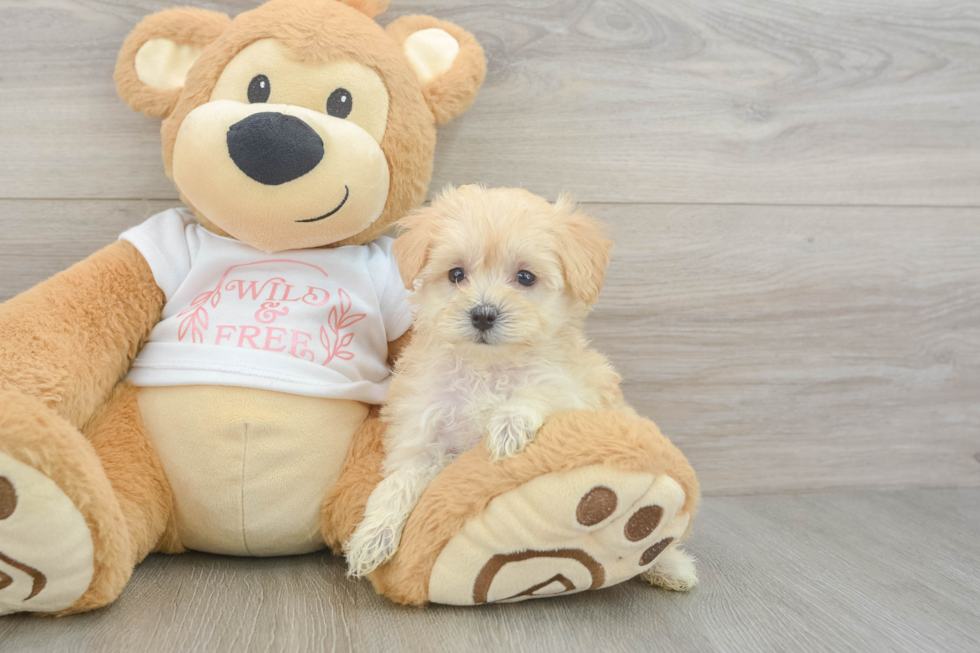 Playful Maltidoodle Poodle Mix Puppy
