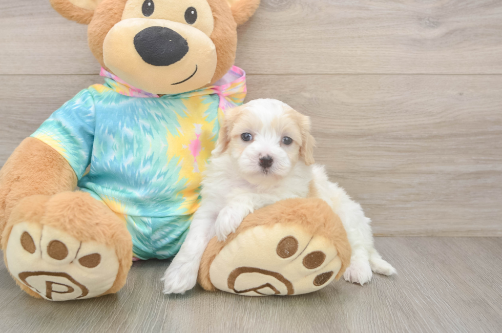 5 week old Maltipoo Puppy For Sale - Seaside Pups