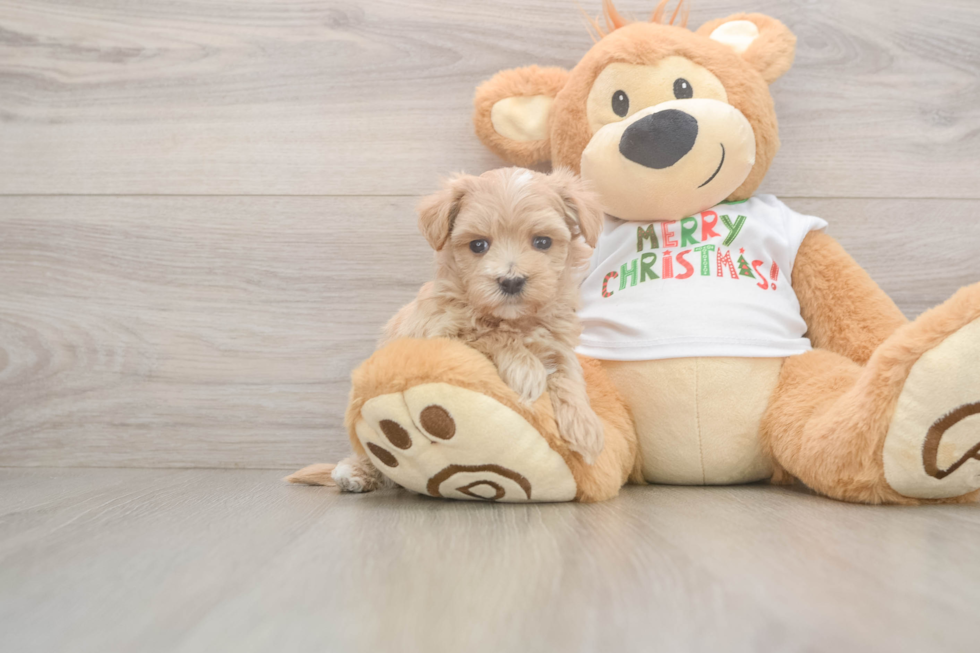 Maltipoo Pup Being Cute
