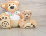 7 week old Maltipoo Puppy For Sale - Seaside Pups