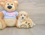 9 week old Maltipoo Puppy For Sale - Seaside Pups