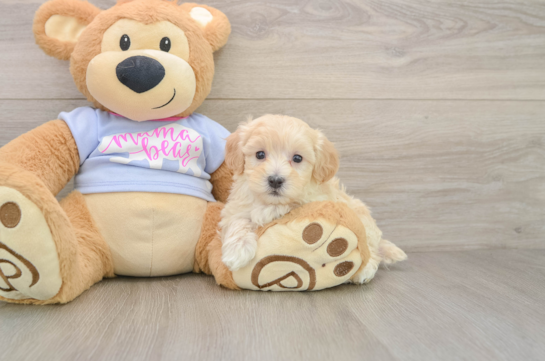 Funny Maltipoo Poodle Mix Pup