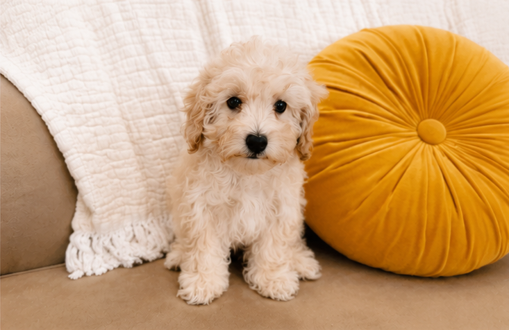 Maltipoo Pup Being Cute