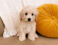 10 week old Maltipoo Puppy For Sale - Seaside Pups