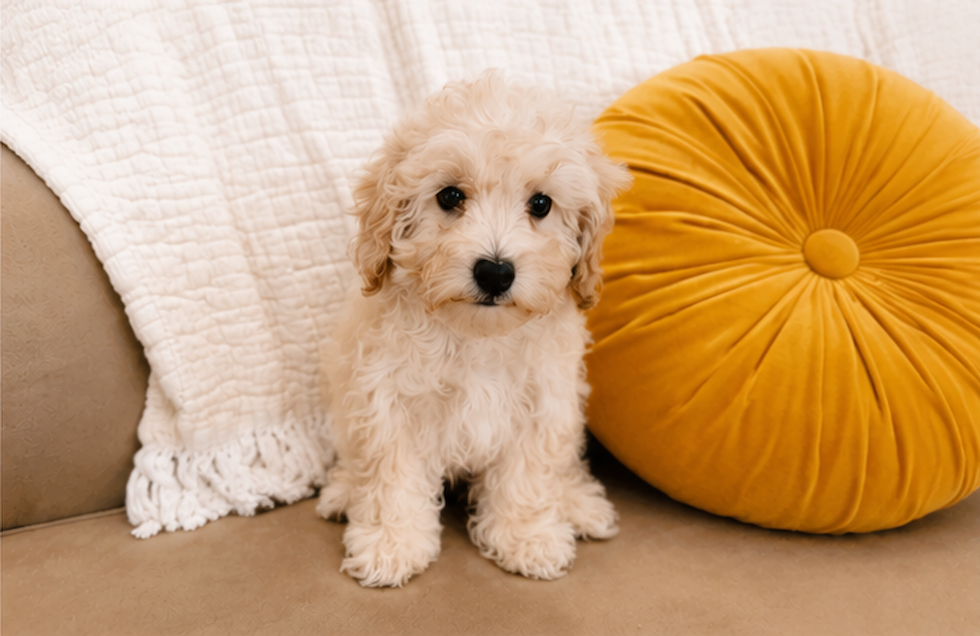 Maltipoo Pup Being Cute