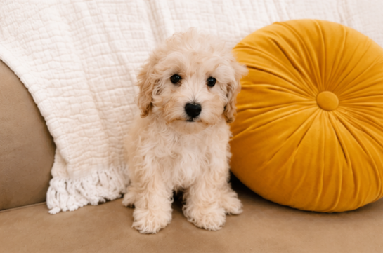 Maltipoo Pup Being Cute
