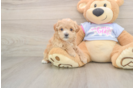 Cute Maltipoo Baby