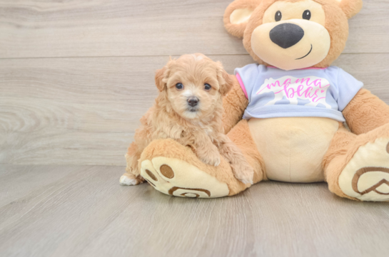 Cute Maltipoo Baby