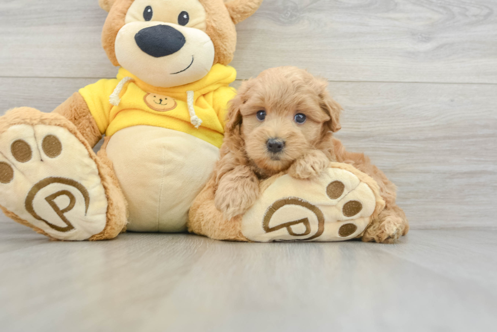 Maltipoo Pup Being Cute