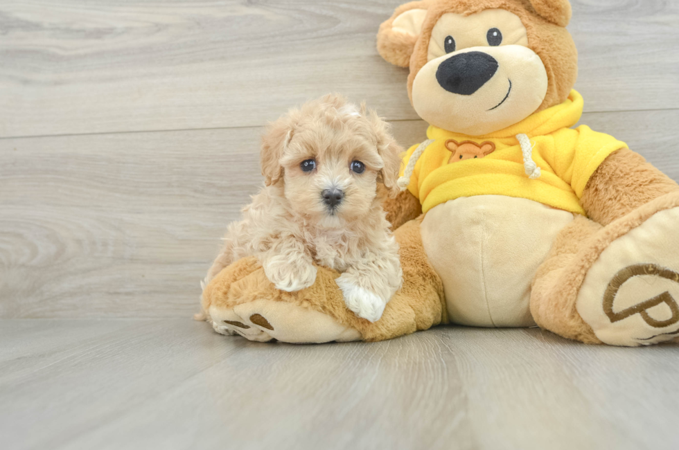 6 week old Maltipoo Puppy For Sale - Seaside Pups