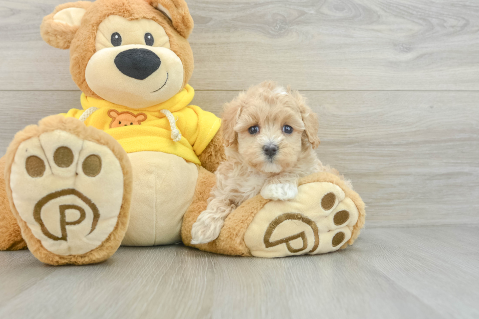 Maltipoo Puppy for Adoption