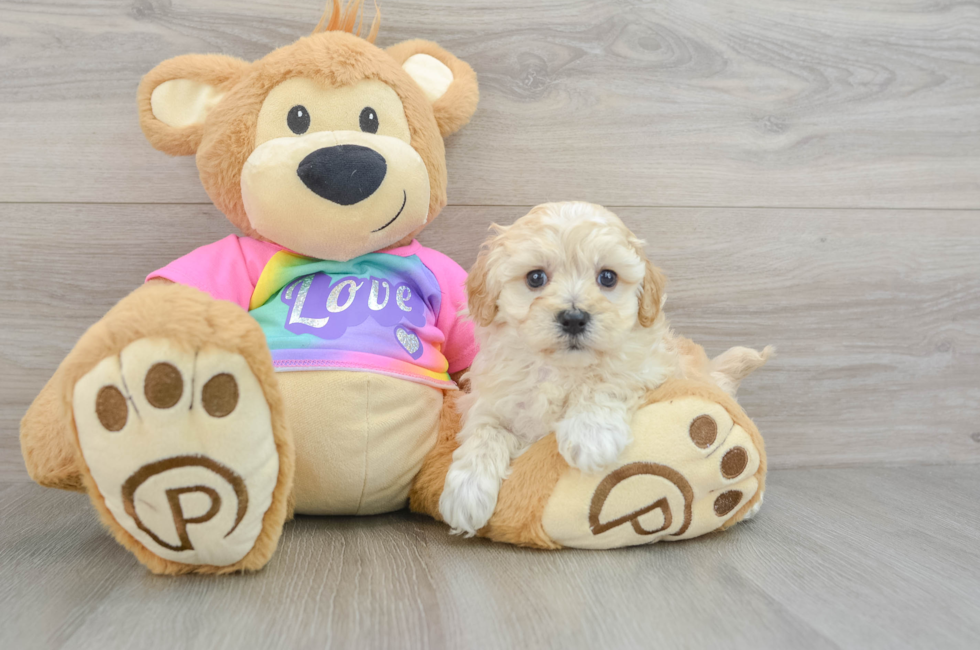 6 week old Maltipoo Puppy For Sale - Seaside Pups