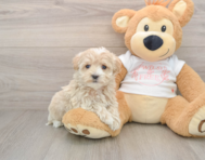 9 week old Maltipoo Puppy For Sale - Seaside Pups