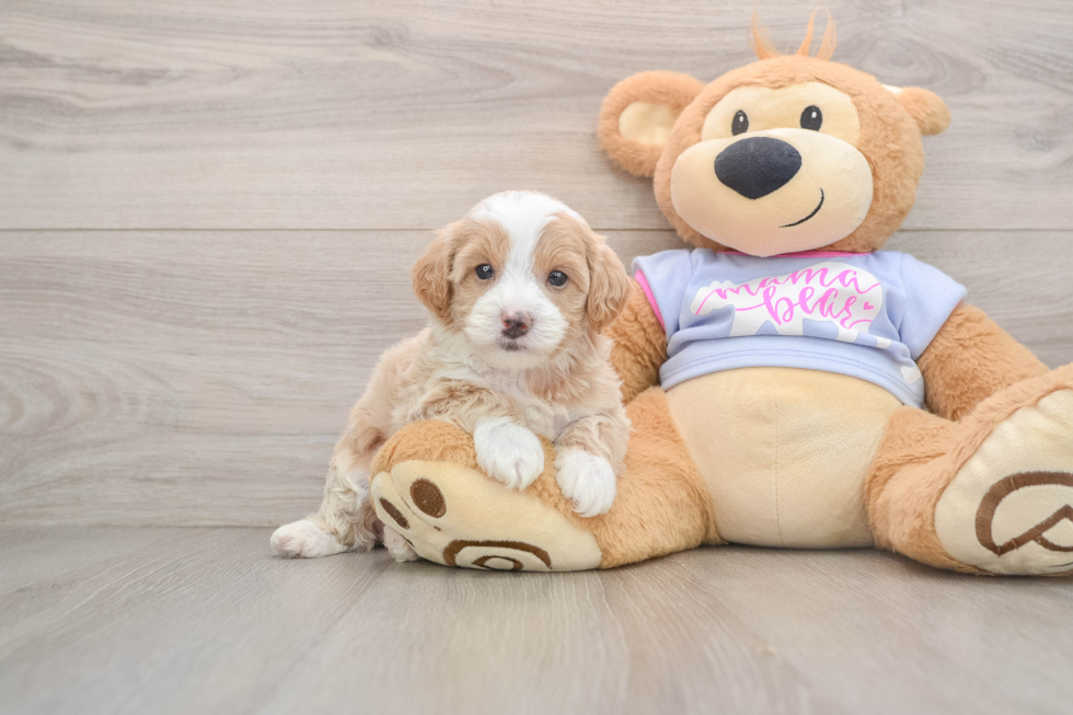 Popular Maltipoo Poodle Mix Pup
