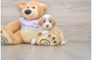 Maltipoo Pup Being Cute