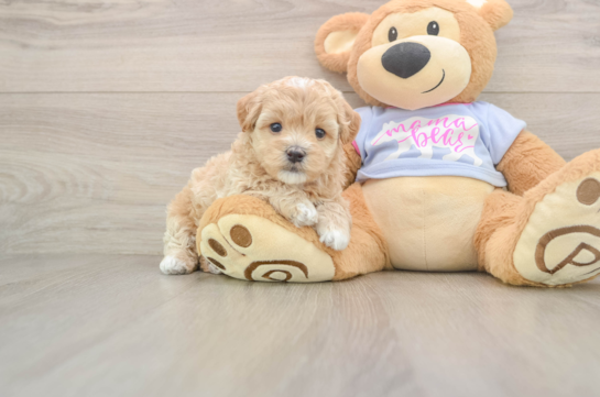 Little Maltepoo Poodle Mix Puppy