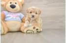Best Maltipoo Baby