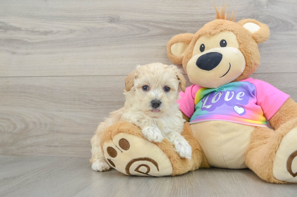 6 week old Maltipoo Puppy For Sale - Seaside Pups