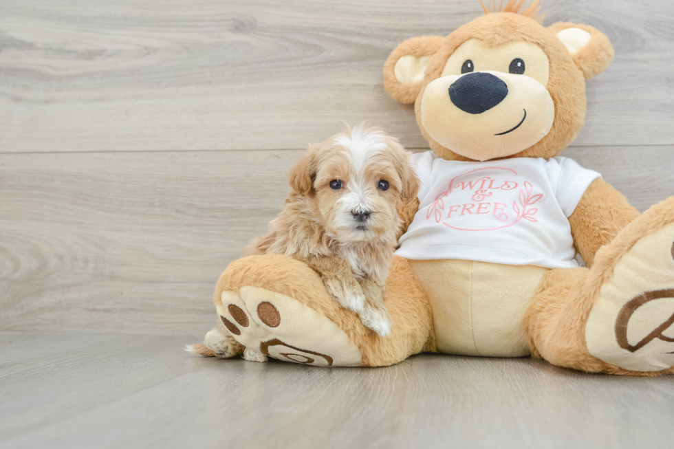 Maltipoo Puppy for Adoption