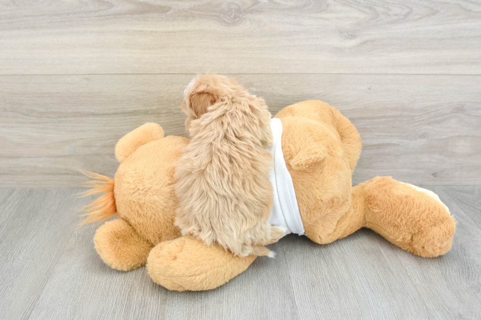 Maltipoo Puppy for Adoption