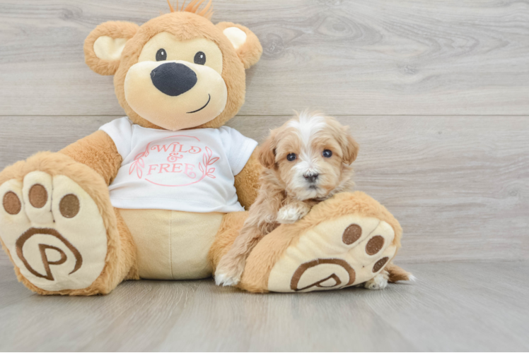 Friendly Maltipoo Baby